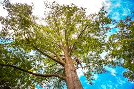 Best Hazardous Tree Removal  in USA